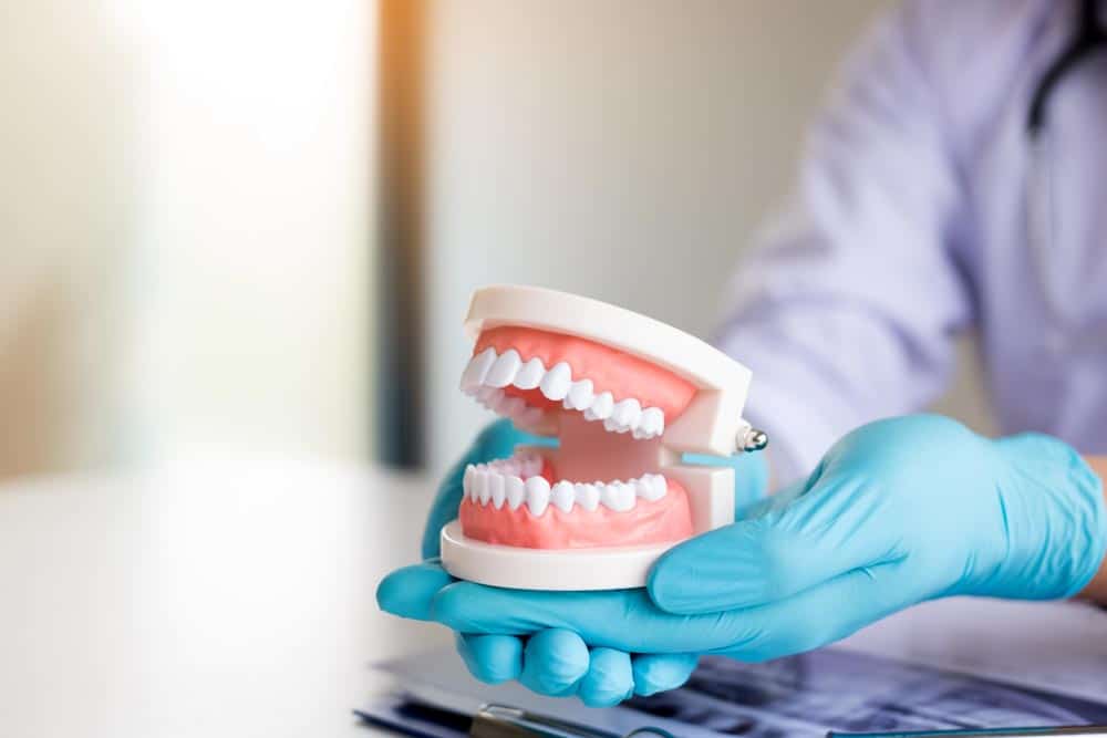 Dentist Holding Dentures In Office Room — Mid North Coast Dentures & Mouthguards in Kempsey, NSW